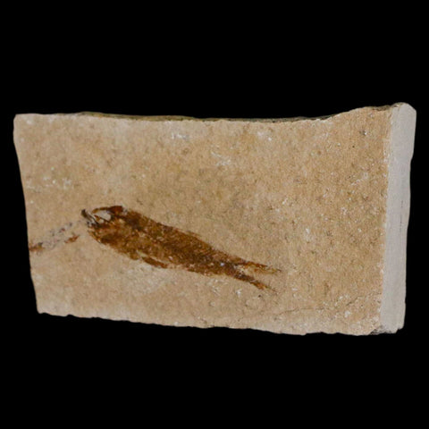 1.1" Hemisaurida Fossil Fish Plate Cretaceous Dinosaur Age Hakel Lebanon - Fossil Age Minerals