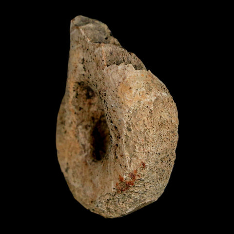 1.4" Struthiomimus Fossil Toe Bone Lance Creek FM WY Cretaceous Dinosaur Age - Fossil Age Minerals