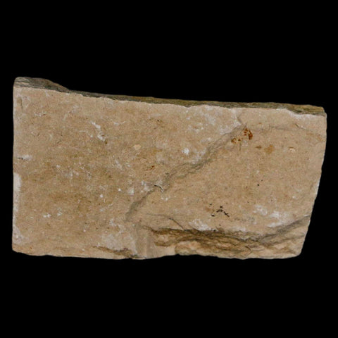 1.1" Hemisaurida Fossil Fish Plate Cretaceous Dinosaur Age Hakel Lebanon - Fossil Age Minerals