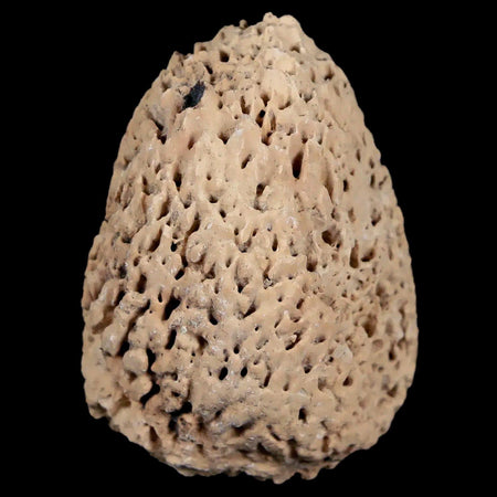 1.9" Glyptodon Fossil Osteoderm Spike Scute Plate Bony Armor Pleistocene Uruguay COA