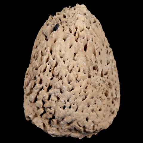 1.9" Glyptodon Fossil Osteoderm Spike Scute Plate Bony Armor Pleistocene Uruguay COA - Fossil Age Minerals
