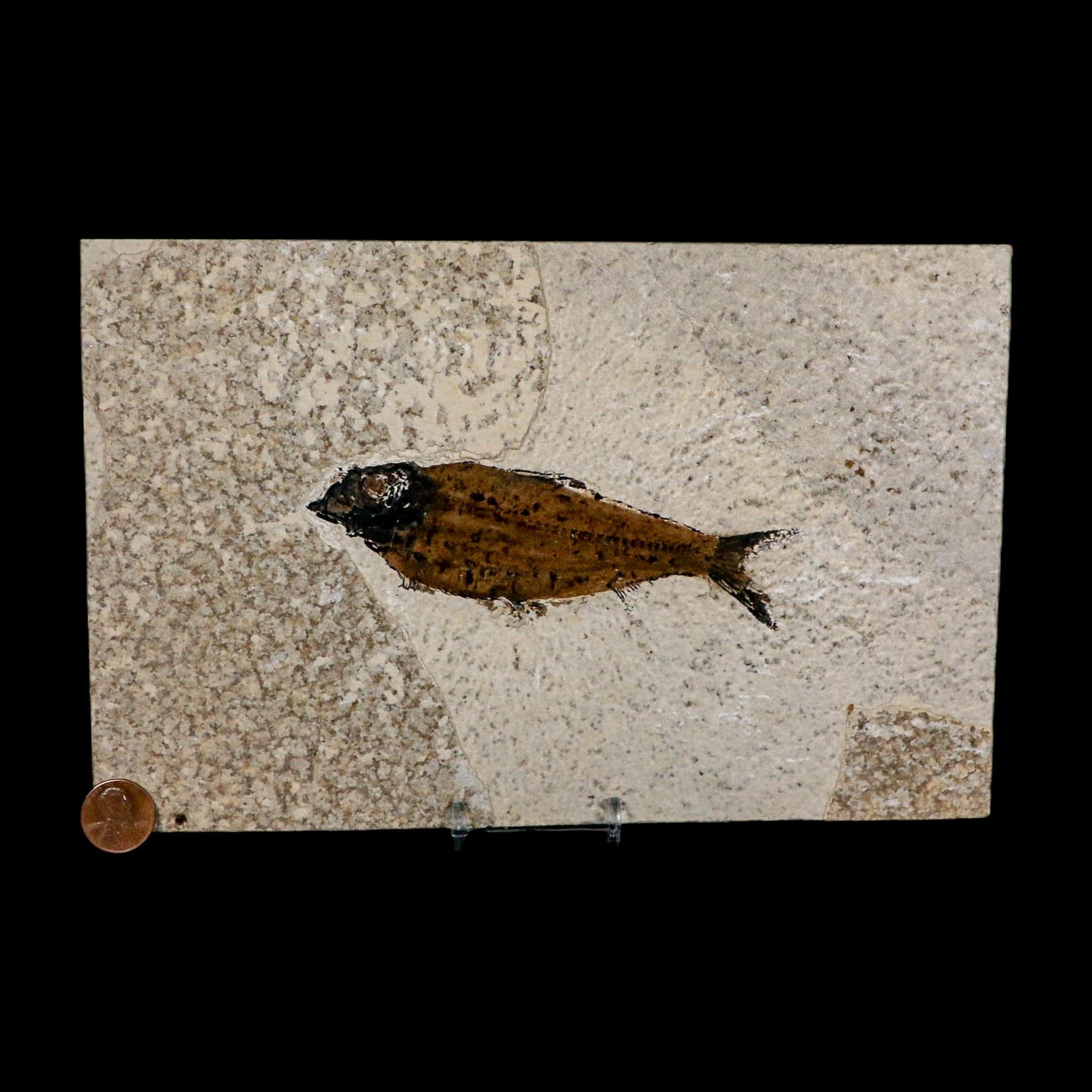 XL 4.8" Knightia Eocaena Fossil Fish Green River FM WY Eocene Age COA And Stand - Fossil Age Minerals