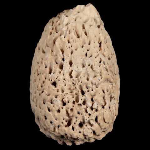 1.9" Glyptodon Fossil Osteoderm Spike Scute Plate Bony Armor Pleistocene Uruguay COA - Fossil Age Minerals