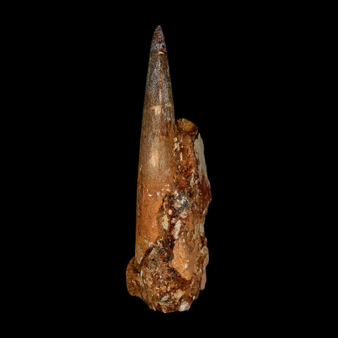 XL 3.5" Spinosaurus Fossil Tooth 100 Million Years Old Cretaceous Dinosaur COA
