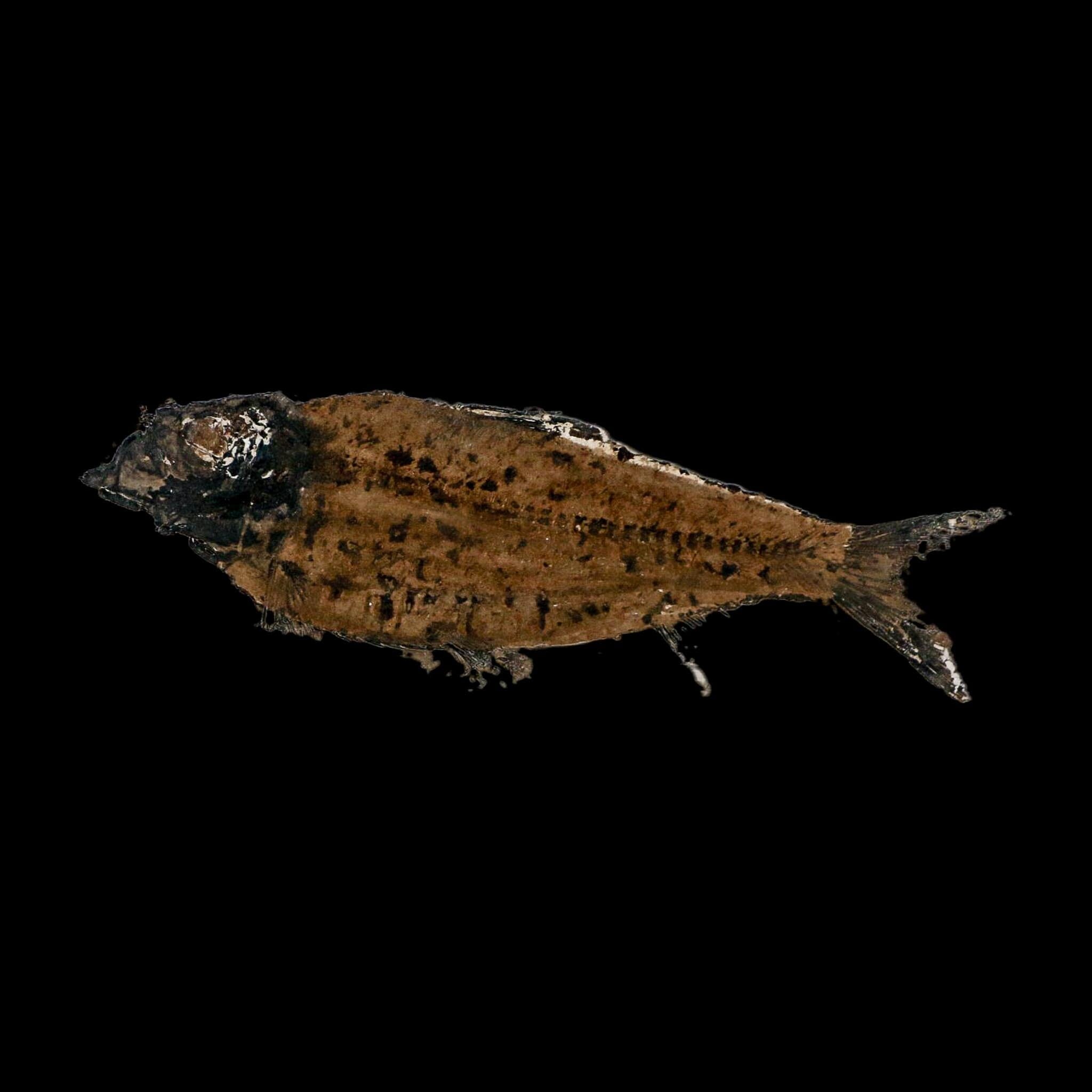 XL 4.8" Knightia Eocaena Fossil Fish Green River FM WY Eocene Age COA And Stand - Fossil Age Minerals