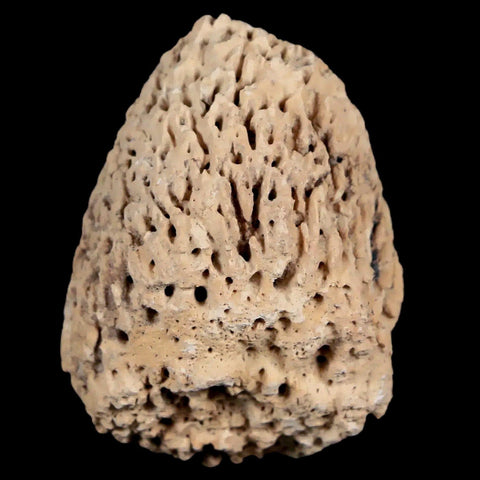1.9" Glyptodon Fossil Osteoderm Spike Scute Plate Bony Armor Pleistocene Uruguay COA - Fossil Age Minerals