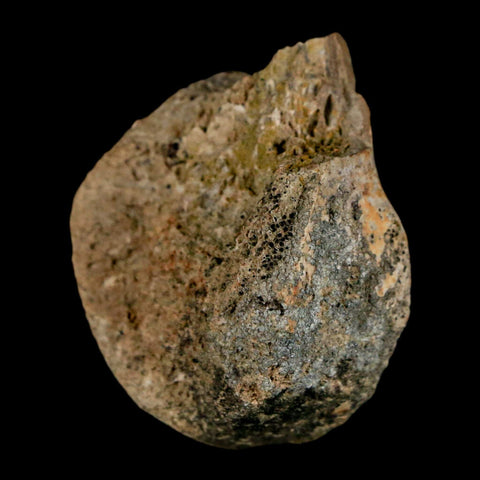 1.4" Struthiomimus Fossil Toe Bone Lance Creek FM WY Cretaceous Dinosaur Age - Fossil Age Minerals