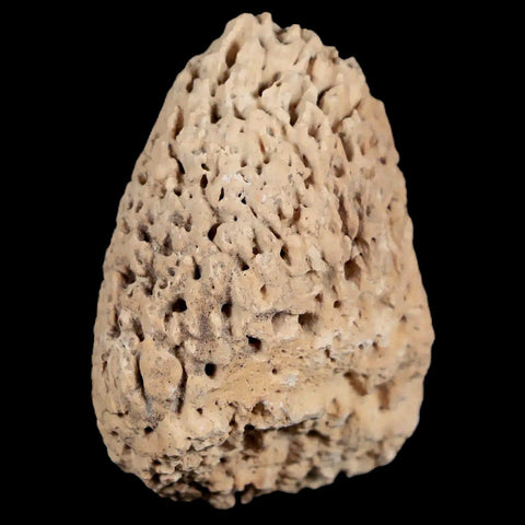 1.9" Glyptodon Fossil Osteoderm Spike Scute Plate Bony Armor Pleistocene Uruguay COA - Fossil Age Minerals