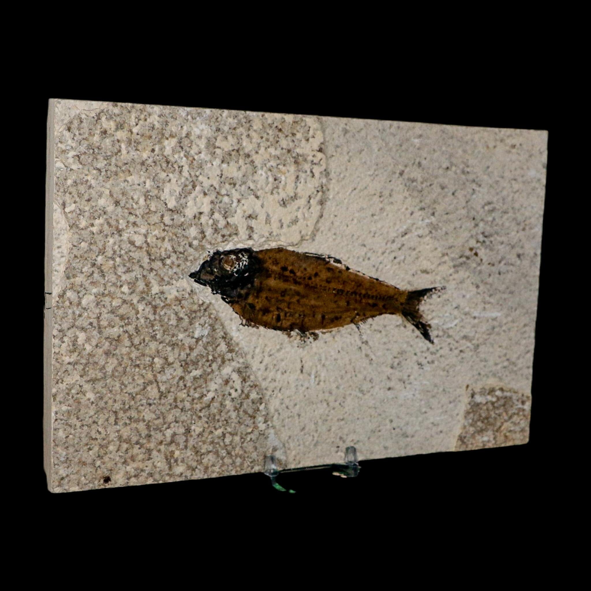 XL 4.8" Knightia Eocaena Fossil Fish Green River FM WY Eocene Age COA And Stand - Fossil Age Minerals
