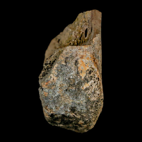 1.4" Struthiomimus Fossil Toe Bone Lance Creek FM WY Cretaceous Dinosaur Age - Fossil Age Minerals