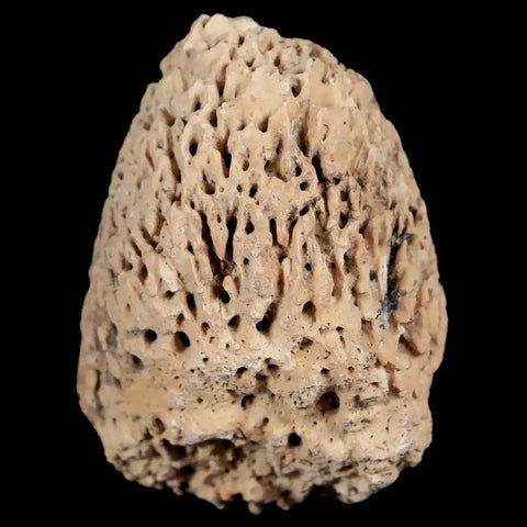 1.9" Glyptodon Fossil Osteoderm Spike Scute Plate Bony Armor Pleistocene Uruguay COA - Fossil Age Minerals