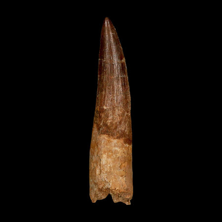 XXL 4.1" Spinosaurus Fossil Tooth 100 Million Years Old Cretaceous Dinosaur COA
