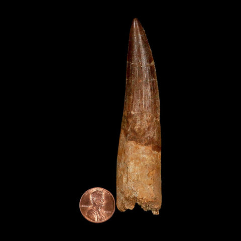 XXL 4.1" Spinosaurus Fossil Tooth 100 Million Years Old Cretaceous Dinosaur COA