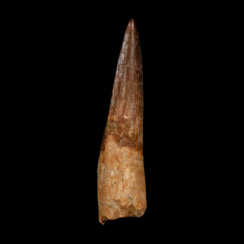 XXL 4.1" Spinosaurus Fossil Tooth 100 Million Years Old Cretaceous Dinosaur COA