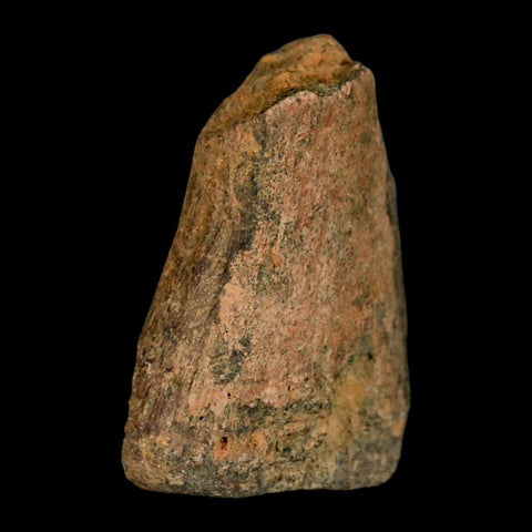 1.6" Juvenile Hadrosaur Duckbill Dinosaur Fossil Toe Bone Lance Creek FM WY COA - Fossil Age Minerals