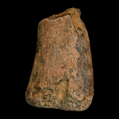 1.6" Juvenile Hadrosaur Duckbill Dinosaur Fossil Toe Bone Lance Creek FM WY COA - Fossil Age Minerals