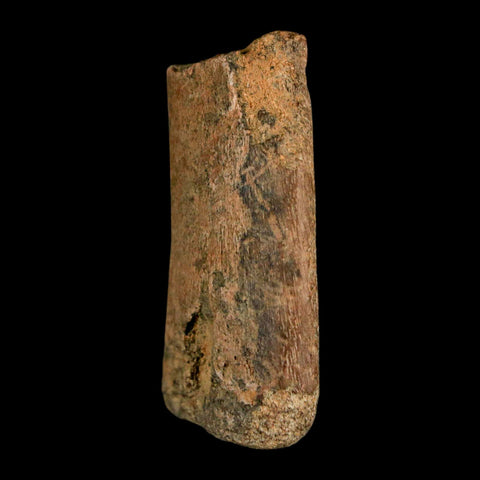 1.6" Juvenile Hadrosaur Duckbill Dinosaur Fossil Toe Bone Lance Creek FM WY COA - Fossil Age Minerals
