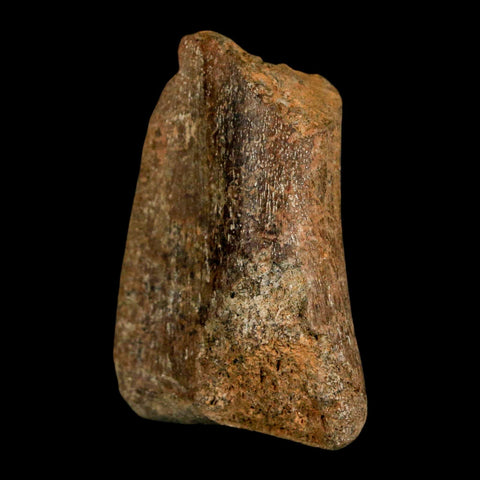 1.6" Juvenile Hadrosaur Duckbill Dinosaur Fossil Toe Bone Lance Creek FM WY COA - Fossil Age Minerals