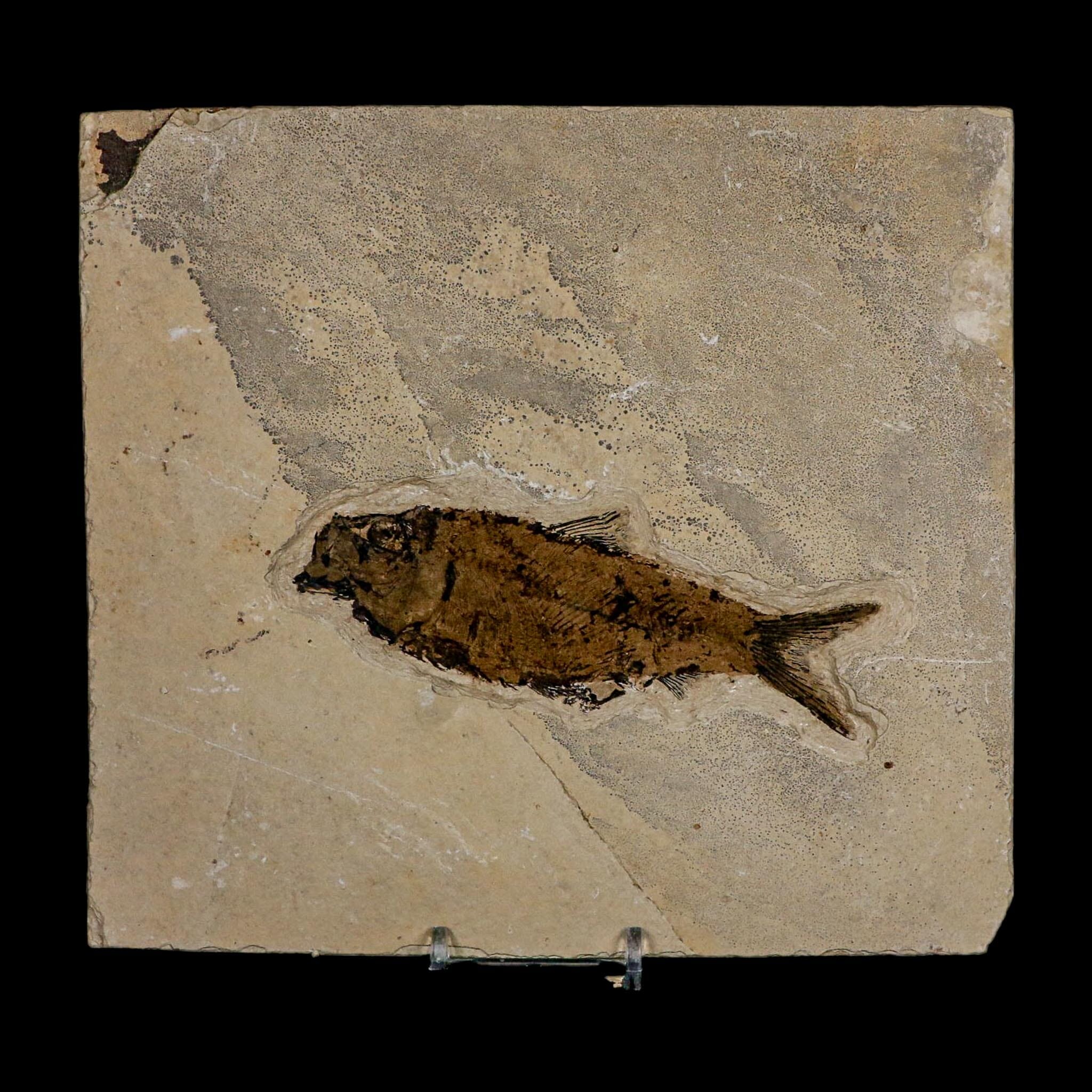 XL 4.7" Knightia Eocaena Fossil Fish Green River FM WY Eocene Age COA And Stand - Fossil Age Minerals