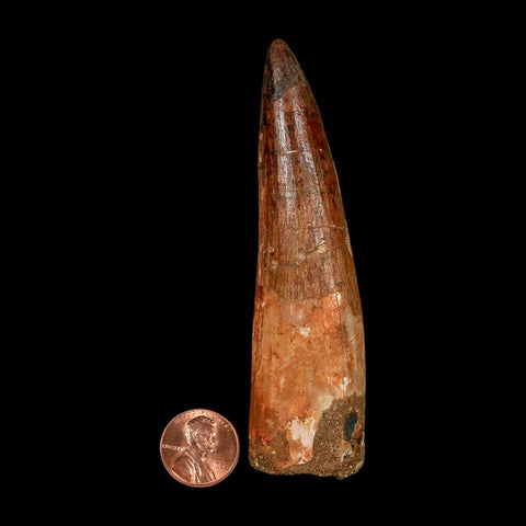 XXL 4" Spinosaurus Fossil Tooth 100 Million Years Old Cretaceous Dinosaur COA