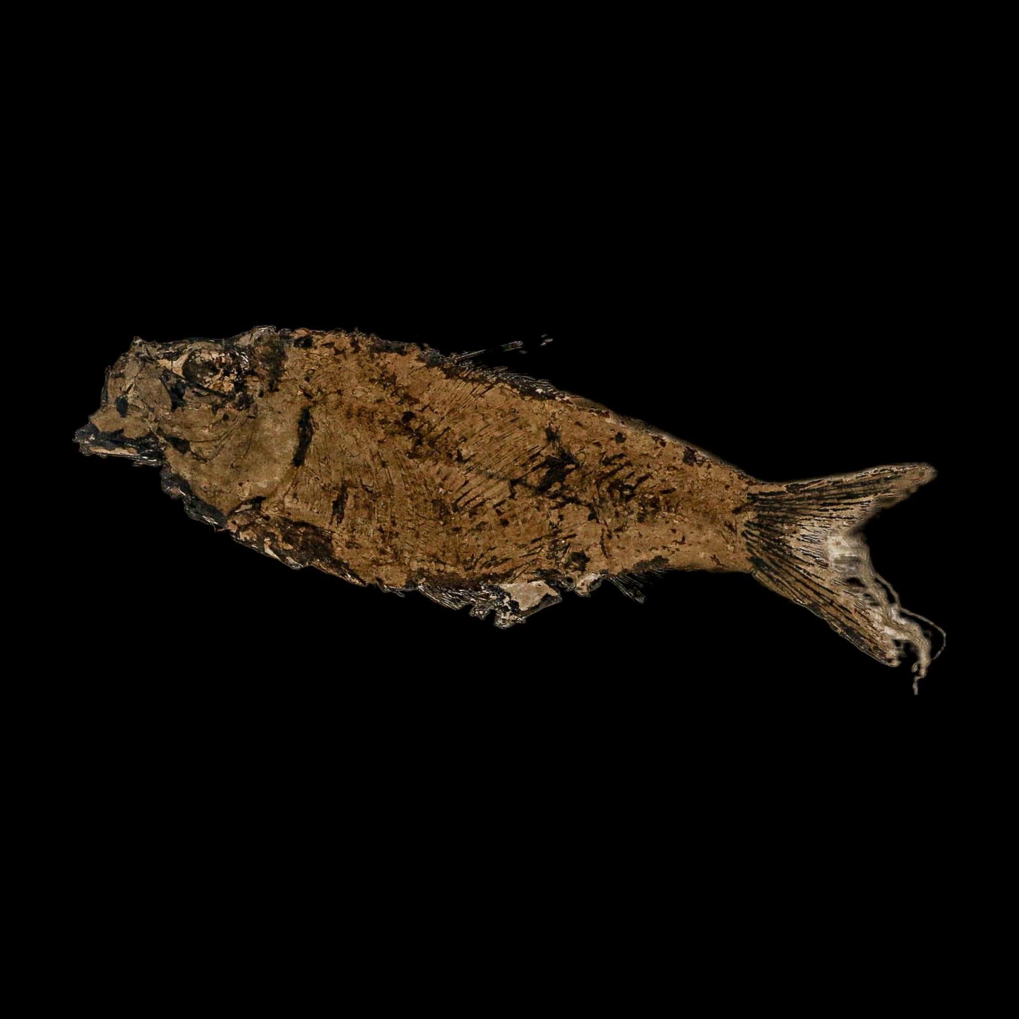 XL 4.7" Knightia Eocaena Fossil Fish Green River FM WY Eocene Age COA And Stand - Fossil Age Minerals