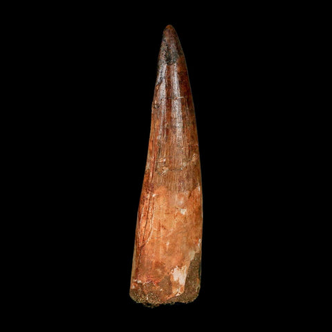 XXL 4" Spinosaurus Fossil Tooth 100 Million Years Old Cretaceous Dinosaur COA
