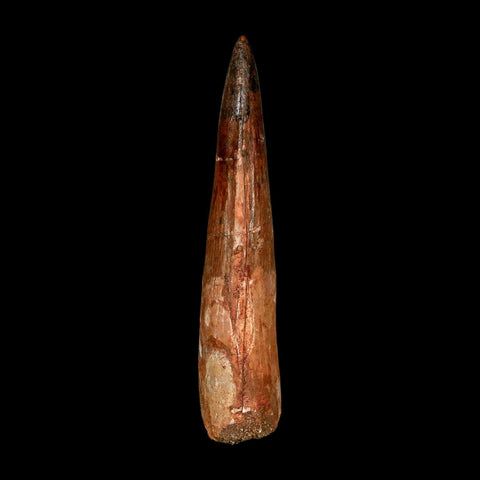 XXL 4" Spinosaurus Fossil Tooth 100 Million Years Old Cretaceous Dinosaur COA
