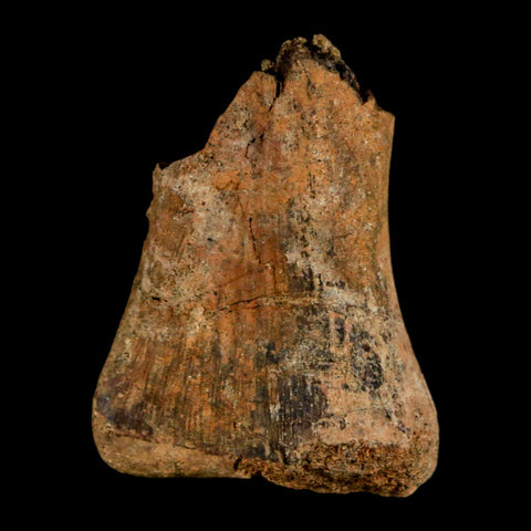 1.5" Juvenile Hadrosaur Duckbill Dinosaur Fossil Toe Bone Lance Creek FM WY COA - Fossil Age Minerals