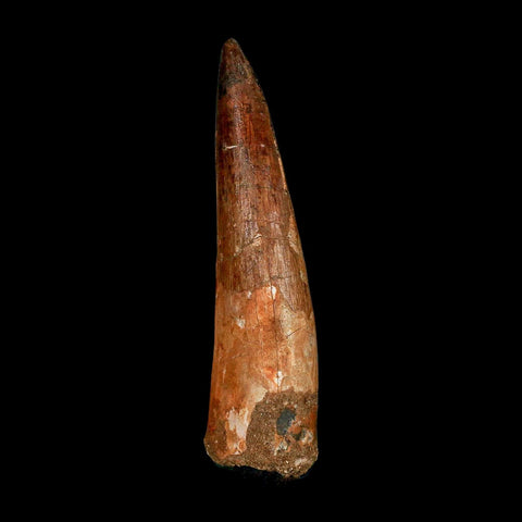 XXL 4" Spinosaurus Fossil Tooth 100 Million Years Old Cretaceous Dinosaur COA