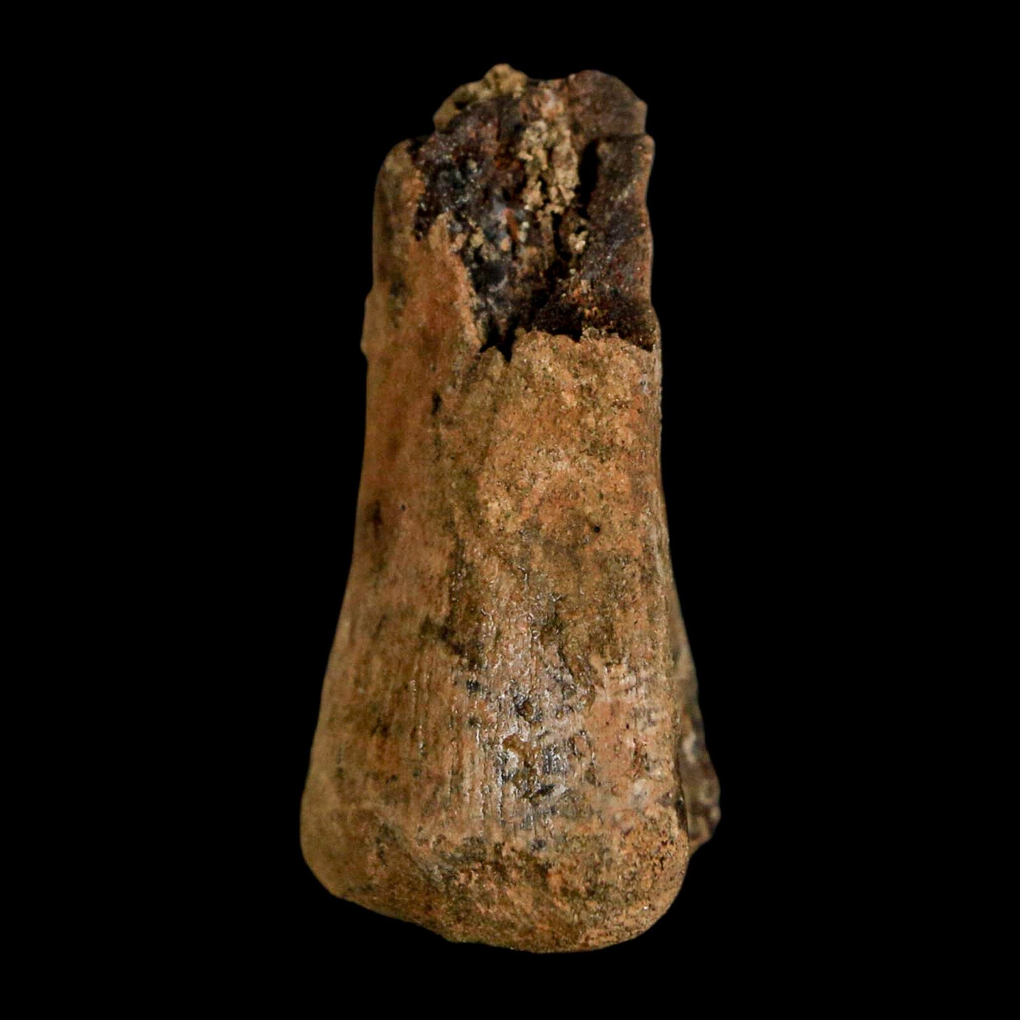1.5" Juvenile Hadrosaur Duckbill Dinosaur Fossil Toe Bone Lance Creek FM WY COA - Fossil Age Minerals