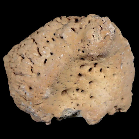 2" Glyptodon Fossil Osteoderm Spike Scute Plate Bony Armor Pleistocene Uruguay COA - Fossil Age Minerals