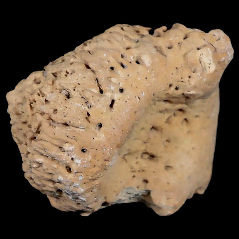 2" Glyptodon Fossil Osteoderm Spike Scute Plate Bony Armor Pleistocene Uruguay COA - Fossil Age Minerals