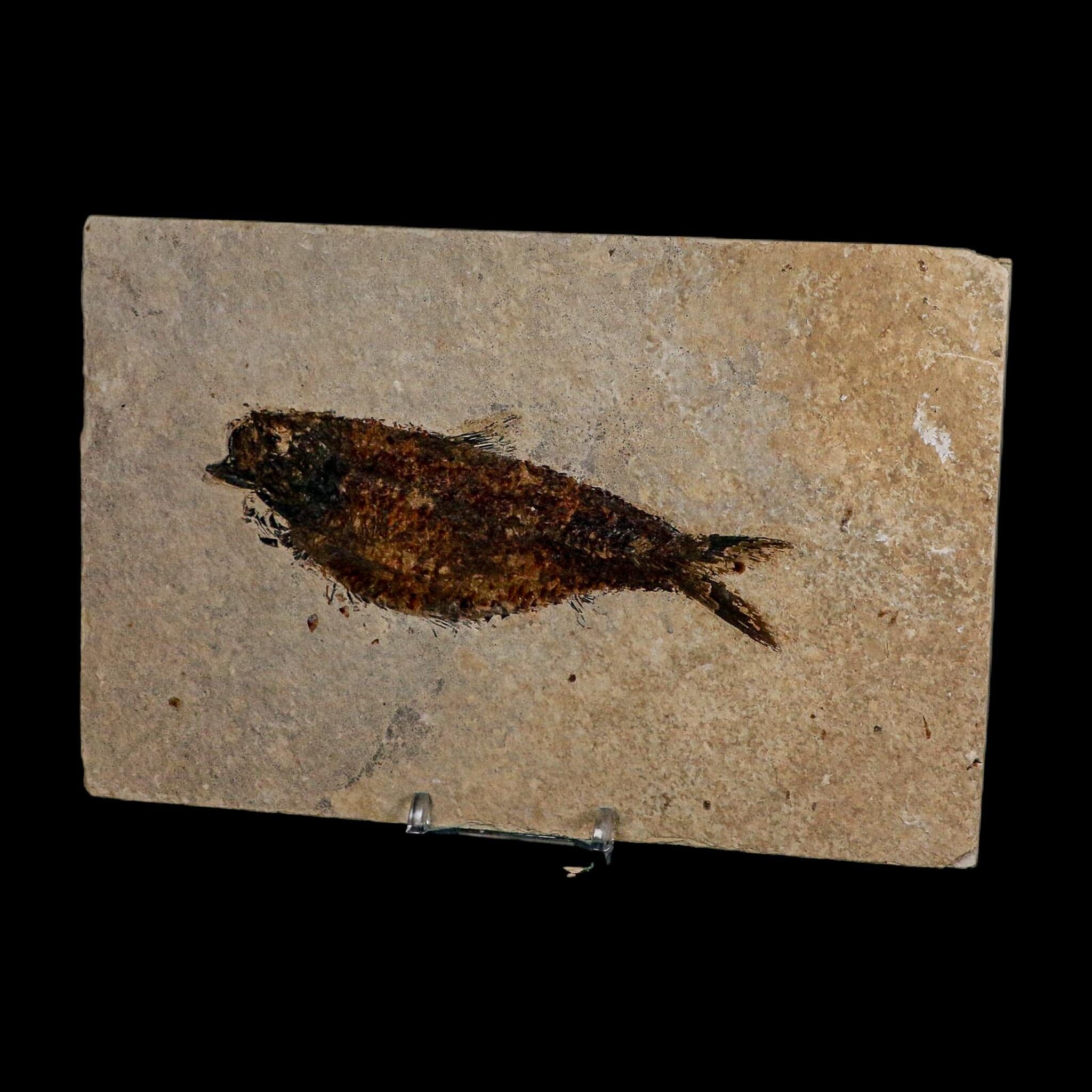 XXL 5" Knightia Eocaena Fossil Fish Green River FM WY Eocene Age COA And Stand - Fossil Age Minerals