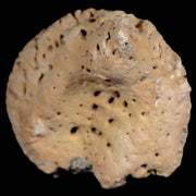 2" Glyptodon Fossil Osteoderm Spike Scute Plate Bony Armor Pliocene Uruguay COA