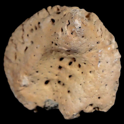 2" Glyptodon Fossil Osteoderm Spike Scute Plate Bony Armor Pleistocene Uruguay COA - Fossil Age Minerals