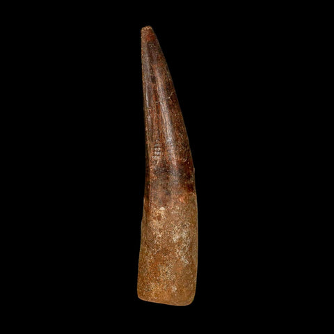 XL 3.8" Spinosaurus Fossil Tooth 100 Million Years Old Cretaceous Dinosaur COA