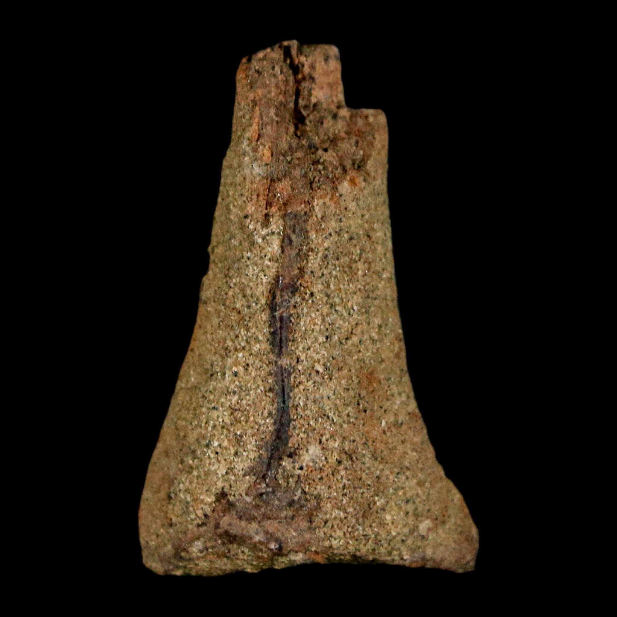 1.2" Juvenile Hadrosaur Duckbill Dinosaur Fossil Toe Bone Lance Creek FM WY COA - Fossil Age Minerals