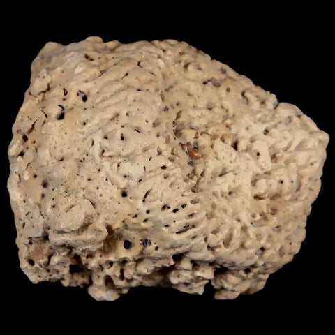 2" Glyptodon Fossil Osteoderm Spike Scute Plate Bony Armor Pleistocene Uruguay COA - Fossil Age Minerals