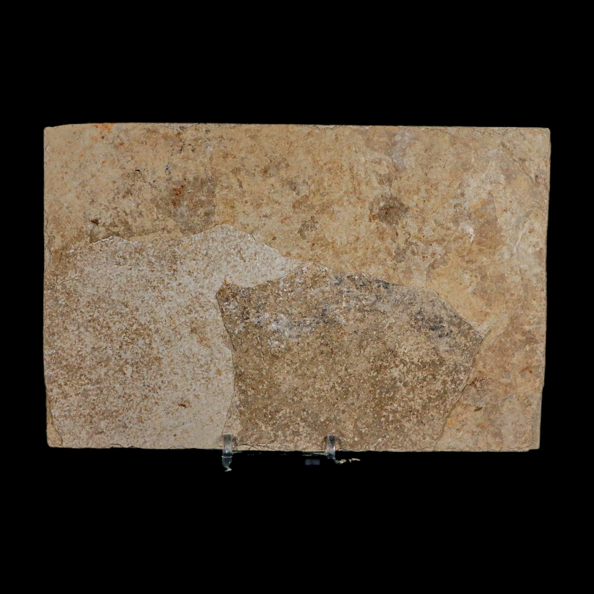 XXL 5" Knightia Eocaena Fossil Fish Green River FM WY Eocene Age COA And Stand - Fossil Age Minerals