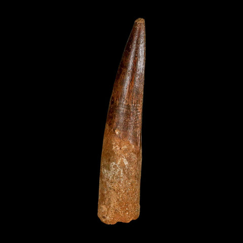XL 3.8" Spinosaurus Fossil Tooth 100 Million Years Old Cretaceous Dinosaur COA