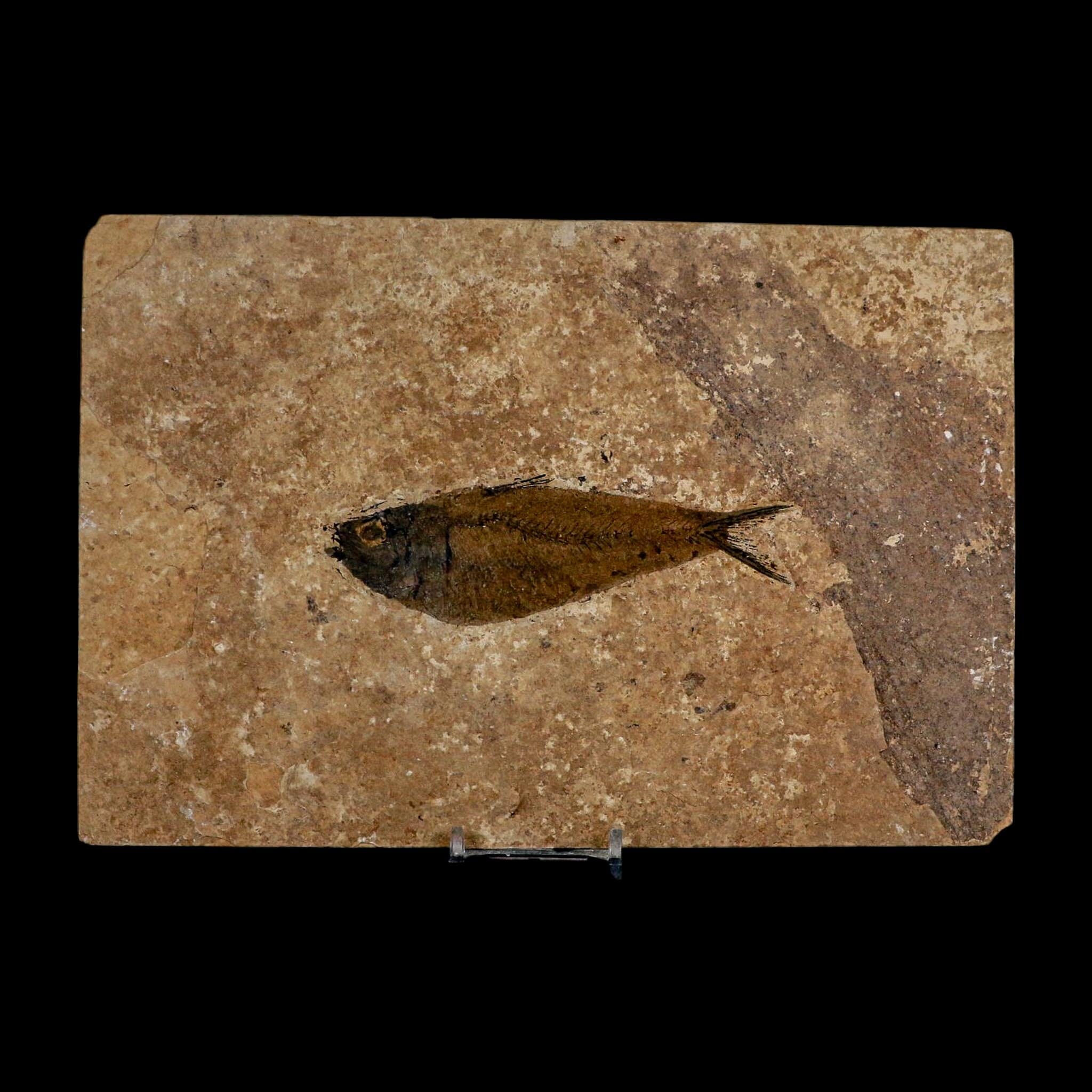 XL 4.6" Knightia Eocaena Fossil Fish Green River FM WY Eocene Age COA And Stand - Fossil Age Minerals