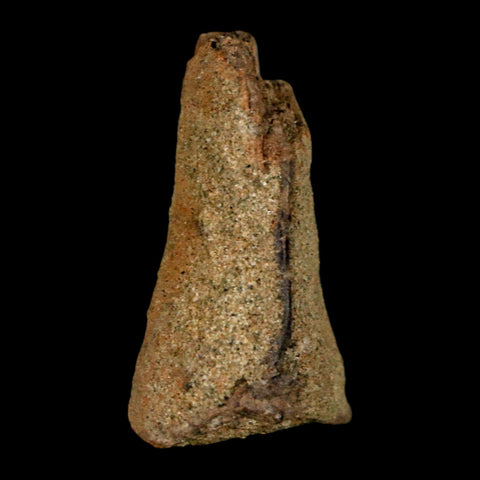 1.2" Juvenile Hadrosaur Duckbill Dinosaur Fossil Toe Bone Lance Creek FM WY COA - Fossil Age Minerals