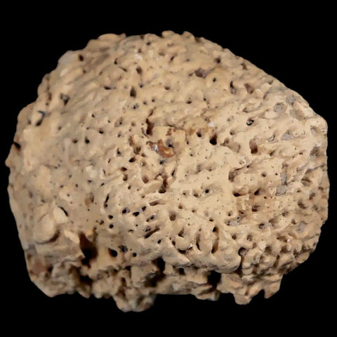 2" Glyptodon Fossil Osteoderm Spike Scute Plate Bony Armor Pleistocene Uruguay COA - Fossil Age Minerals