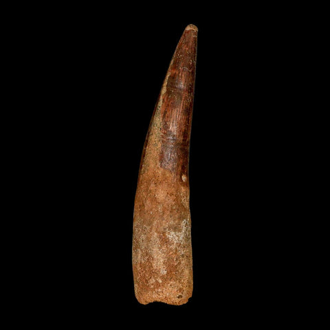 XL 3.8" Spinosaurus Fossil Tooth 100 Million Years Old Cretaceous Dinosaur COA