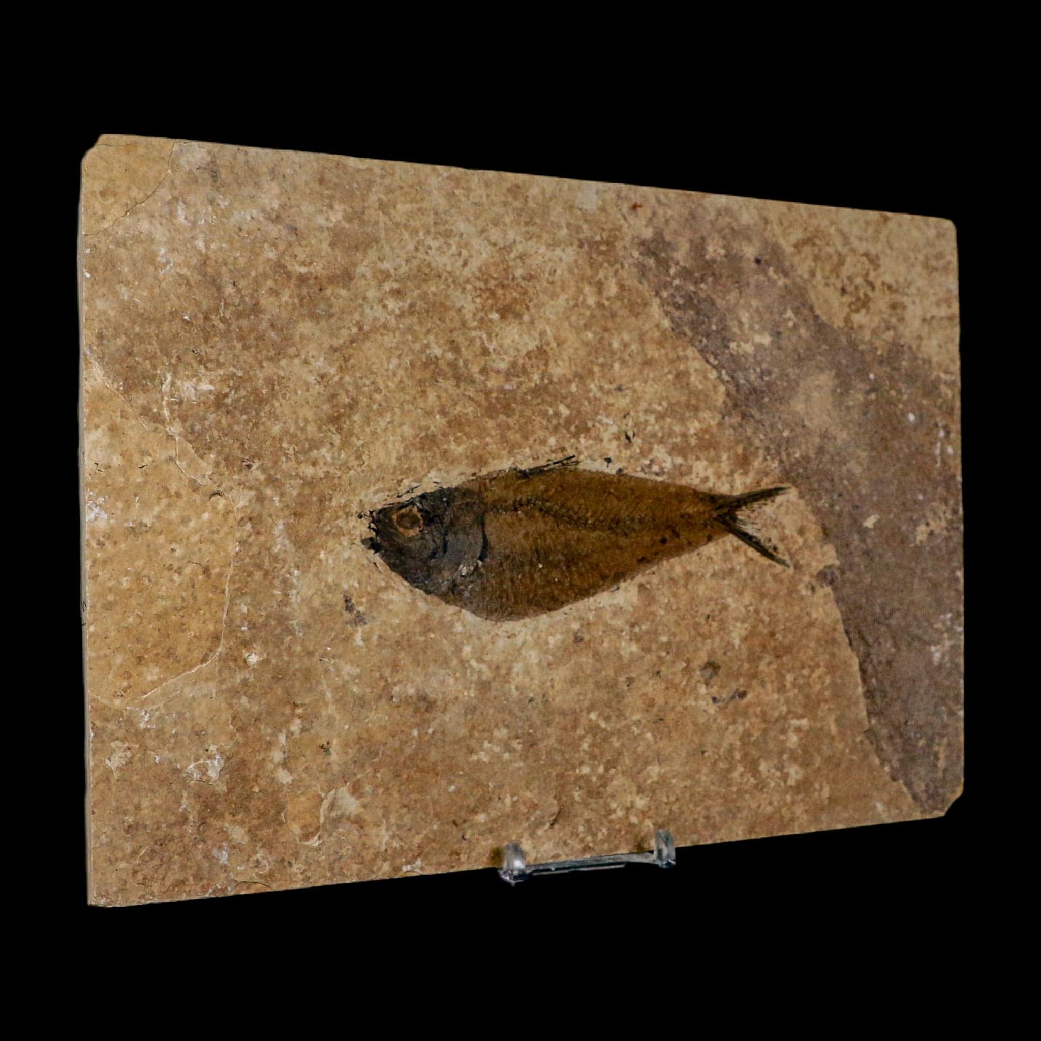 XL 4.6" Knightia Eocaena Fossil Fish Green River FM WY Eocene Age COA And Stand - Fossil Age Minerals