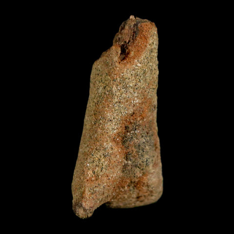 1.2" Juvenile Hadrosaur Duckbill Dinosaur Fossil Toe Bone Lance Creek FM WY COA - Fossil Age Minerals