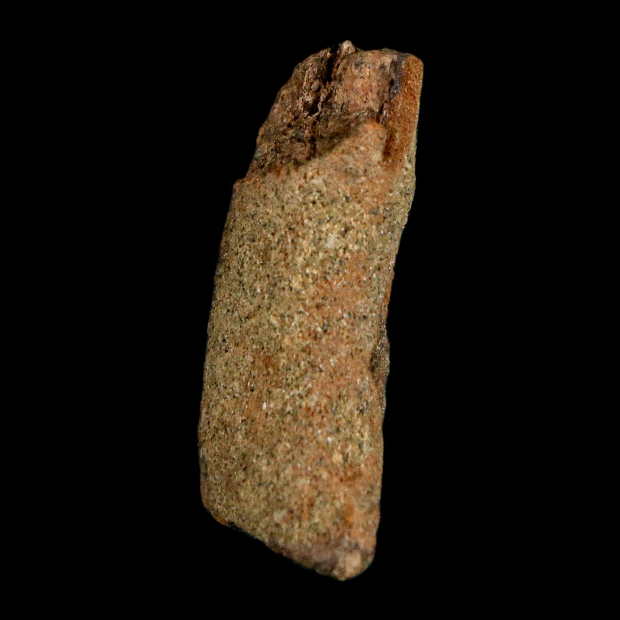 1.2" Juvenile Hadrosaur Duckbill Dinosaur Fossil Toe Bone Lance Creek FM WY COA - Fossil Age Minerals