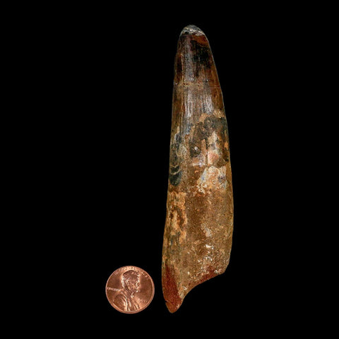 XXL 4.3" Spinosaurus Fossil Tooth 100 Million Years Old Cretaceous Dinosaur COA