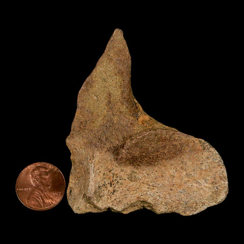 2.7" Lambeosaurus Fossil Vertebrae Processes Judith River FM Dinosaur MT COA - Fossil Age Minerals