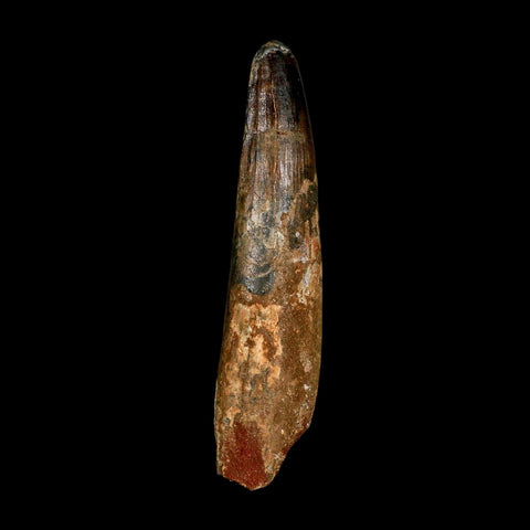 XXL 4.3" Spinosaurus Fossil Tooth 100 Million Years Old Cretaceous Dinosaur COA
